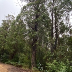 Eucalyptus fastigata (Brown Barrel) at Cotter River, ACT - 30 Jan 2023 by Tapirlord