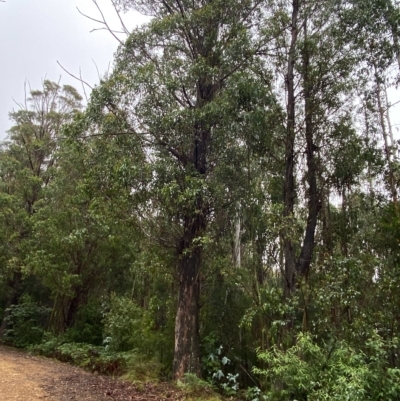 Eucalyptus fastigata (Brown Barrel) at Cotter River, ACT - 30 Jan 2023 by Tapirlord