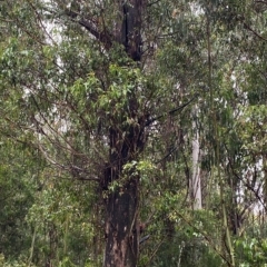 Eucalyptus fastigata at Lower Cotter Catchment - 30 Jan 2023 09:59 AM