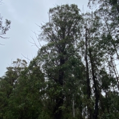 Eucalyptus fastigata at Lower Cotter Catchment - 30 Jan 2023 09:59 AM