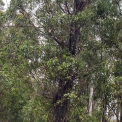 Eucalyptus fastigata at Lower Cotter Catchment - 30 Jan 2023