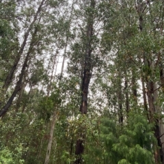 Eucalyptus fastigata at Lower Cotter Catchment - 30 Jan 2023 09:59 AM