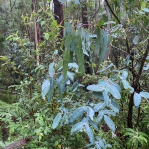 Eucalyptus globulus subsp. bicostata at Cotter River, ACT - 30 Jan 2023 09:57 AM