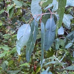 Eucalyptus globulus subsp. bicostata at Cotter River, ACT - 30 Jan 2023