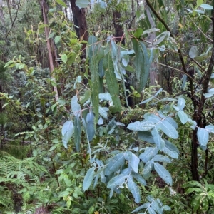 Eucalyptus globulus subsp. bicostata at Cotter River, ACT - 30 Jan 2023 09:57 AM