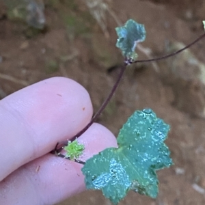 Hydrocotyle hirta at Cotter River, ACT - 30 Jan 2023