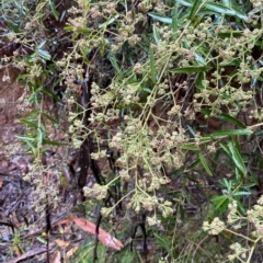 Astrotricha ledifolia (Common Star-hair) at Cotter River, ACT - 30 Jan 2023 by Tapirlord