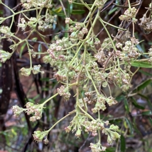 Astrotricha ledifolia at Cotter River, ACT - 30 Jan 2023 09:50 AM