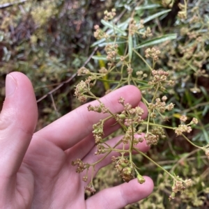 Astrotricha ledifolia at Cotter River, ACT - 30 Jan 2023 09:50 AM