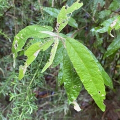 Olearia lirata (Snowy Daisybush) at Lower Cotter Catchment - 29 Jan 2023 by Tapirlord