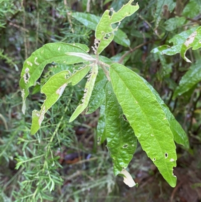 Olearia lirata (Snowy Daisybush) at Lower Cotter Catchment - 29 Jan 2023 by Tapirlord