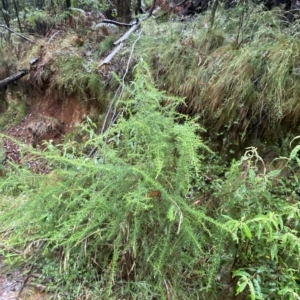 Cassinia aculeata subsp. aculeata at Cotter River, ACT - 30 Jan 2023