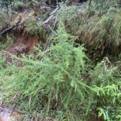 Cassinia aculeata subsp. aculeata at Cotter River, ACT - 30 Jan 2023