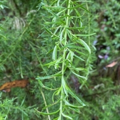 Cassinia aculeata subsp. aculeata at Cotter River, ACT - 30 Jan 2023