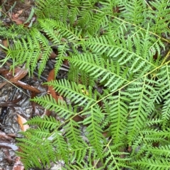 Pteridium esculentum (Bracken) at Lower Cotter Catchment - 29 Jan 2023 by Tapirlord