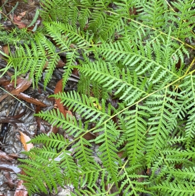 Pteridium esculentum (Bracken) at Cotter River, ACT - 29 Jan 2023 by Tapirlord