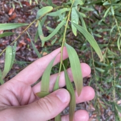 Daviesia mimosoides subsp. mimosoides at Cotter River, ACT - 30 Jan 2023 by Tapirlord
