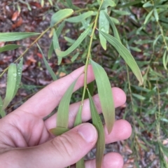 Daviesia mimosoides subsp. mimosoides at Lower Cotter Catchment - 29 Jan 2023 by Tapirlord