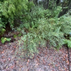 Daviesia mimosoides subsp. mimosoides at Cotter River, ACT - 30 Jan 2023