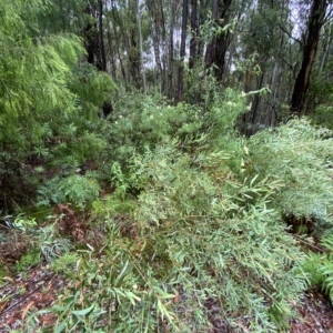 Daviesia mimosoides subsp. mimosoides at Cotter River, ACT - 30 Jan 2023