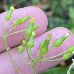 Senecio hispidulus at Cotter River, ACT - 30 Jan 2023 09:46 AM