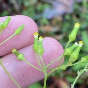 Senecio hispidulus at Cotter River, ACT - 30 Jan 2023 09:46 AM