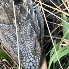 Pogona barbata (Eastern Bearded Dragon) at Hughes, ACT - 9 Feb 2023 by KL