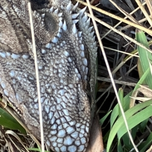 Pogona barbata at Hughes, ACT - 9 Feb 2023