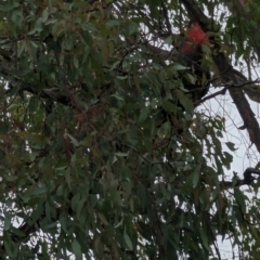 Callocephalon fimbriatum (Gang-gang Cockatoo) at Phillip, ACT - 12 Feb 2023 by stofbrew