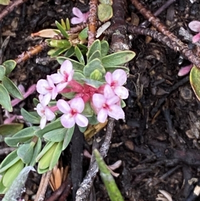 Pimelea alpina (Alpine Rice-flower) at Kosciuszko National Park, NSW - 21 Jan 2023 by Tapirlord