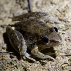 Litoria latopalmata (Broad-palmed Tree-frog) at Stromlo, ACT - 11 Feb 2023 by KorinneM