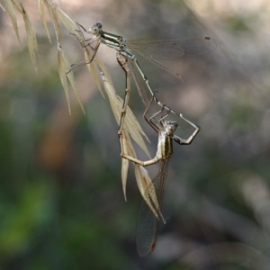 Austrolestes analis at Stromlo, ACT - 6 Feb 2023