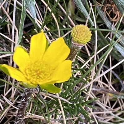 Ranunculus gunnianus (Gunn’s Alpine Buttercup) at Geehi, NSW - 21 Jan 2023 by Tapirlord