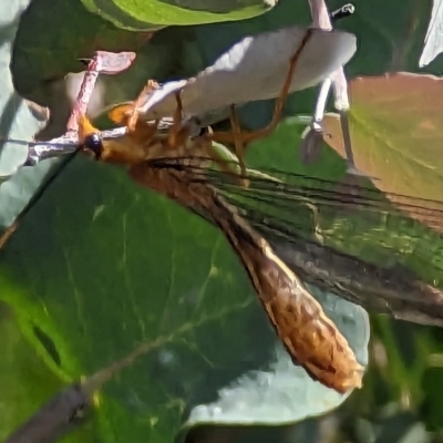 Nymphes myrmeleonoides (Blue eyes lacewing) at Sandford, TAS - 13 Feb 2023 by brendanhh