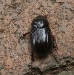 Adoryphorus coulonii at Queanbeyan, NSW - suppressed