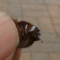 Adoryphorus coulonii at Queanbeyan, NSW - suppressed