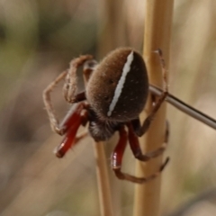 Hortophora sp. (genus) (Garden orb weaver) at Stromlo, ACT - 6 Feb 2023 by RobG1