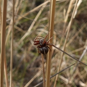 Hortophora sp. (genus) at Stromlo, ACT - 6 Feb 2023