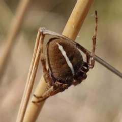 Hortophora sp. (genus) at Stromlo, ACT - 6 Feb 2023