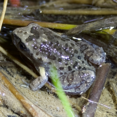 Uperoleia laevigata (Smooth Toadlet) at Stromlo, ACT - 11 Feb 2023 by KorinneM