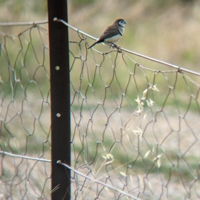 Stizoptera bichenovii (Double-barred Finch) at Burrumbuttock, NSW - 12 Feb 2023 by Darcy