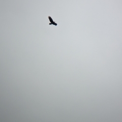 Aquila audax (Wedge-tailed Eagle) at Burrumbuttock, NSW - 13 Feb 2023 by Darcy
