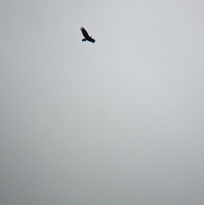 Aquila audax (Wedge-tailed Eagle) at Burrumbuttock, NSW - 13 Feb 2023 by Darcy