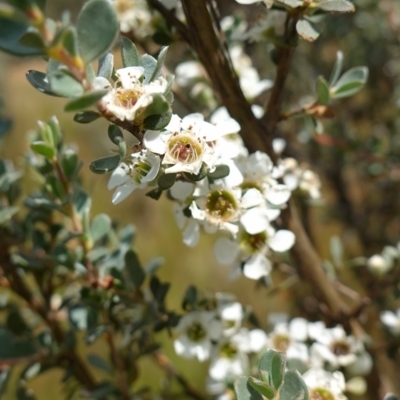 Leptospermum myrtifolium (Myrtle Teatree) at Gibraltar Pines - 7 Feb 2023 by RobG1