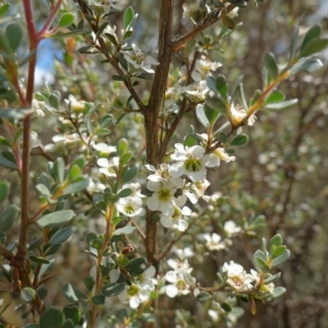 Leptospermum myrtifolium at Paddys River, ACT - suppressed