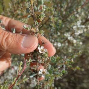 Leptospermum myrtifolium at Paddys River, ACT - suppressed