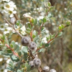 Leptospermum myrtifolium at Paddys River, ACT - suppressed