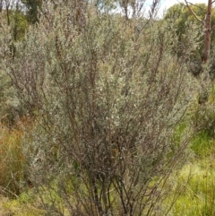 Leptospermum myrtifolium at Paddys River, ACT - suppressed