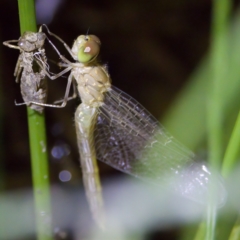 Anisoptera (suborder) (Unidentified dragonfly) at Molonglo Valley, ACT - 11 Feb 2023 by KorinneM