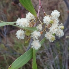 Acacia implexa (Hickory Wattle, Lightwood) at Bruce, ACT - 13 Feb 2023 by KumikoCallaway